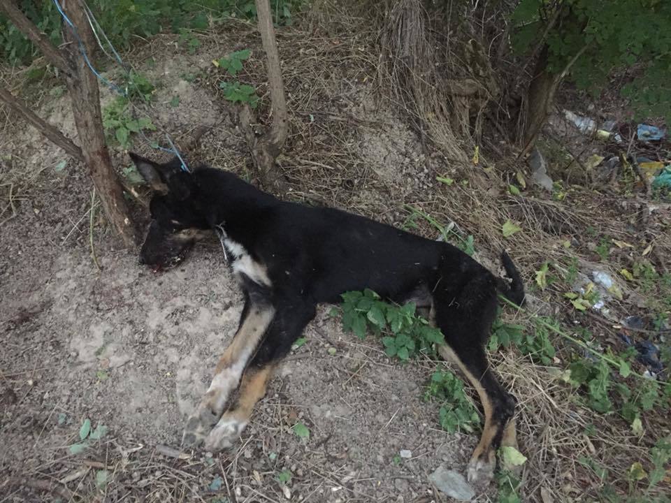 Под Днепром 4-месячного щенка жестоко зарубили топором - рис. 1