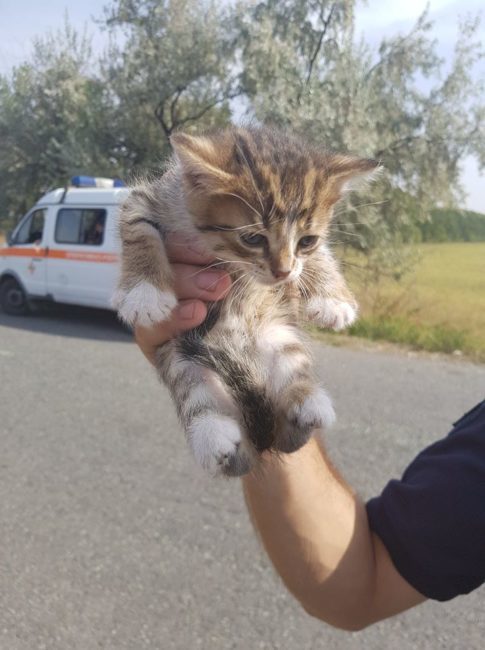 В Днепропетровской области спасатели достали котенка из пожара - рис. 3