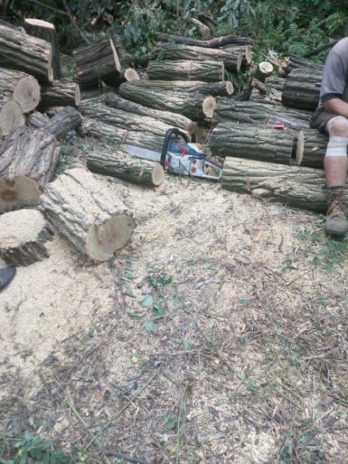 В районе Таромского трое мужчин занимались незаконной вырубкой зеленых насаждений - рис. 2