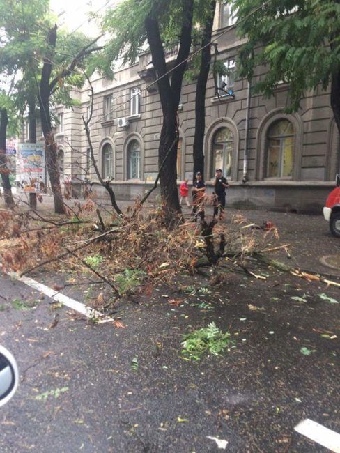 В центре Днепра дерево парализовало движение транспорта - рис. 3