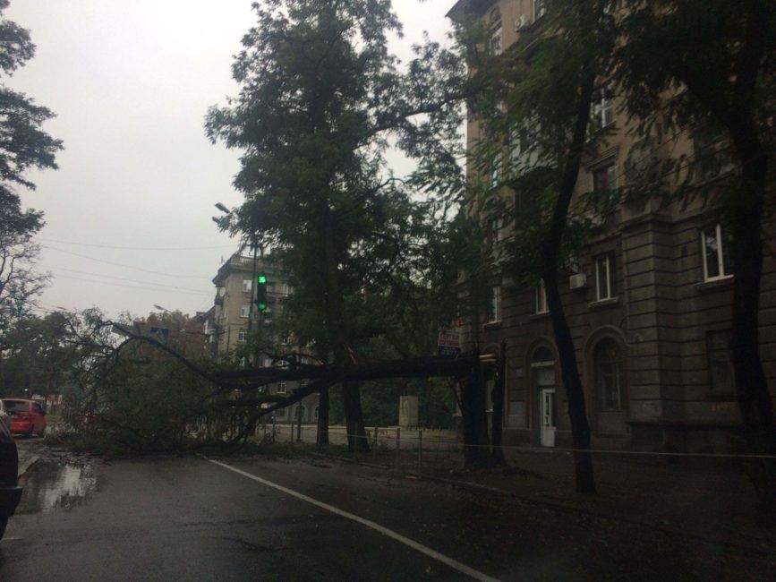 В центре Днепра дерево парализовало движение транспорта - рис. 4
