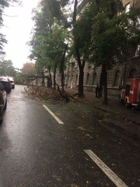 В центре Днепра дерево парализовало движение транспорта - рис. 2