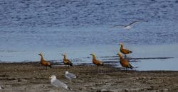 На Дніпропетровщині помітили зграю рідкісних рудих огарів, занесених до Червоної книги України
