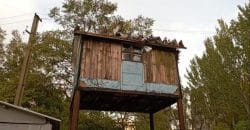 У Дніпрі оселилися голуби-переселенці з Донеччини